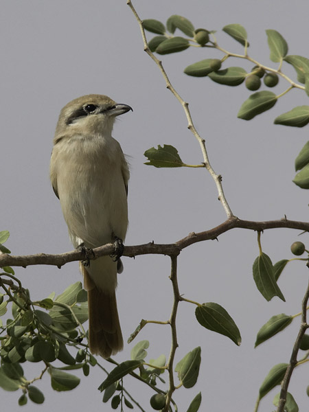 Punapyrstölepinkäinen, Isabelline Shrike, Lanius isabellinus
